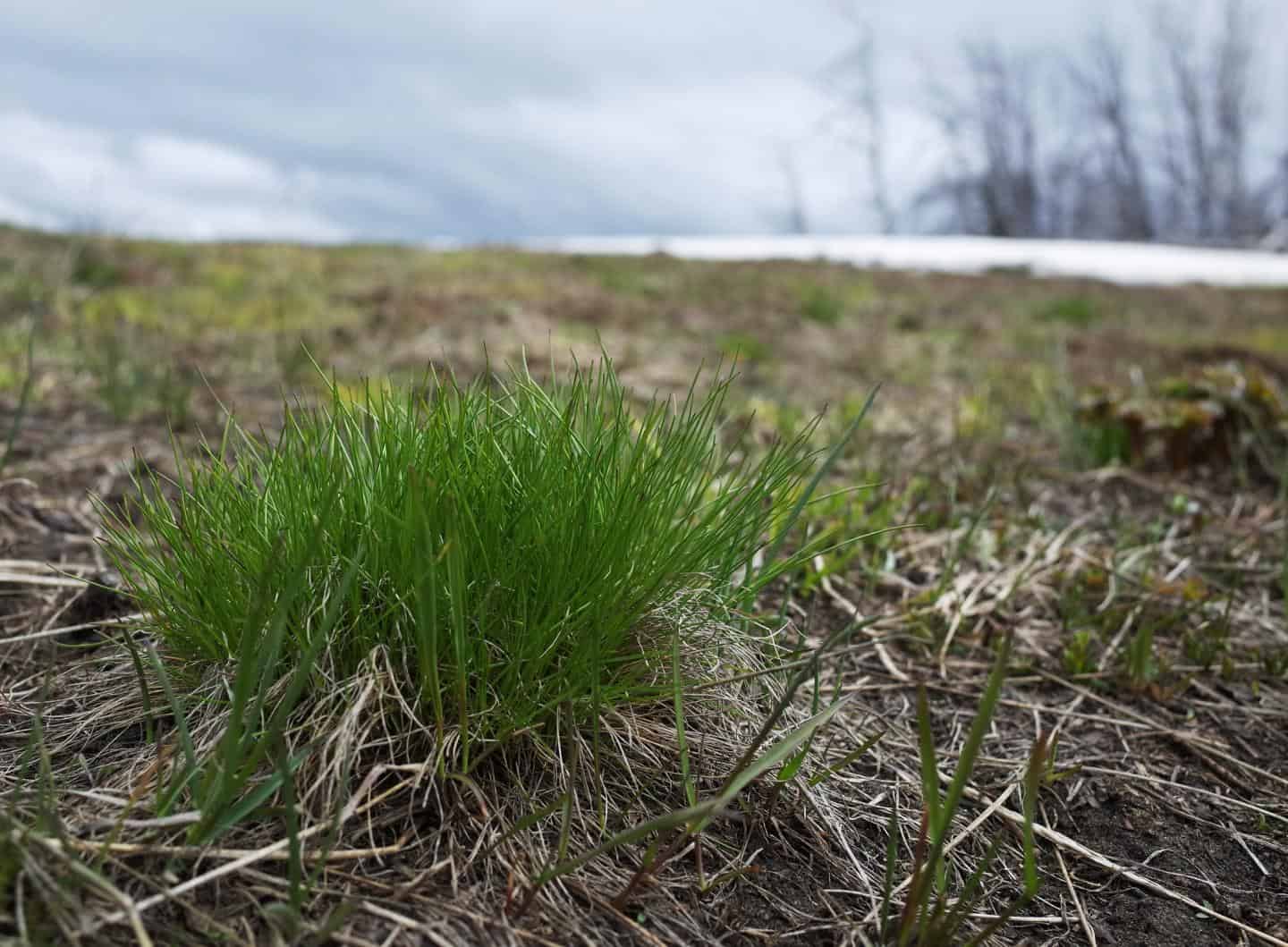 Newly emerging grass in western Wyoming’s Gros Ventre drainage is an example of the high-quality forage that big game wildlife eat while “surfing the green wave.” ©Jerod A. Merkle
