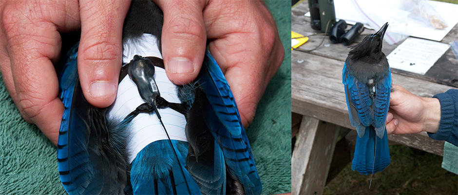 A Steller’s jay is fitted with a radiotransmitter in Prairie Creek Redwoods State Park in 2010. The researchers use an index card to prevent adhesive from sticking to the bird’s feathers, removing the card once the transmitter is in place. ©Sam Price