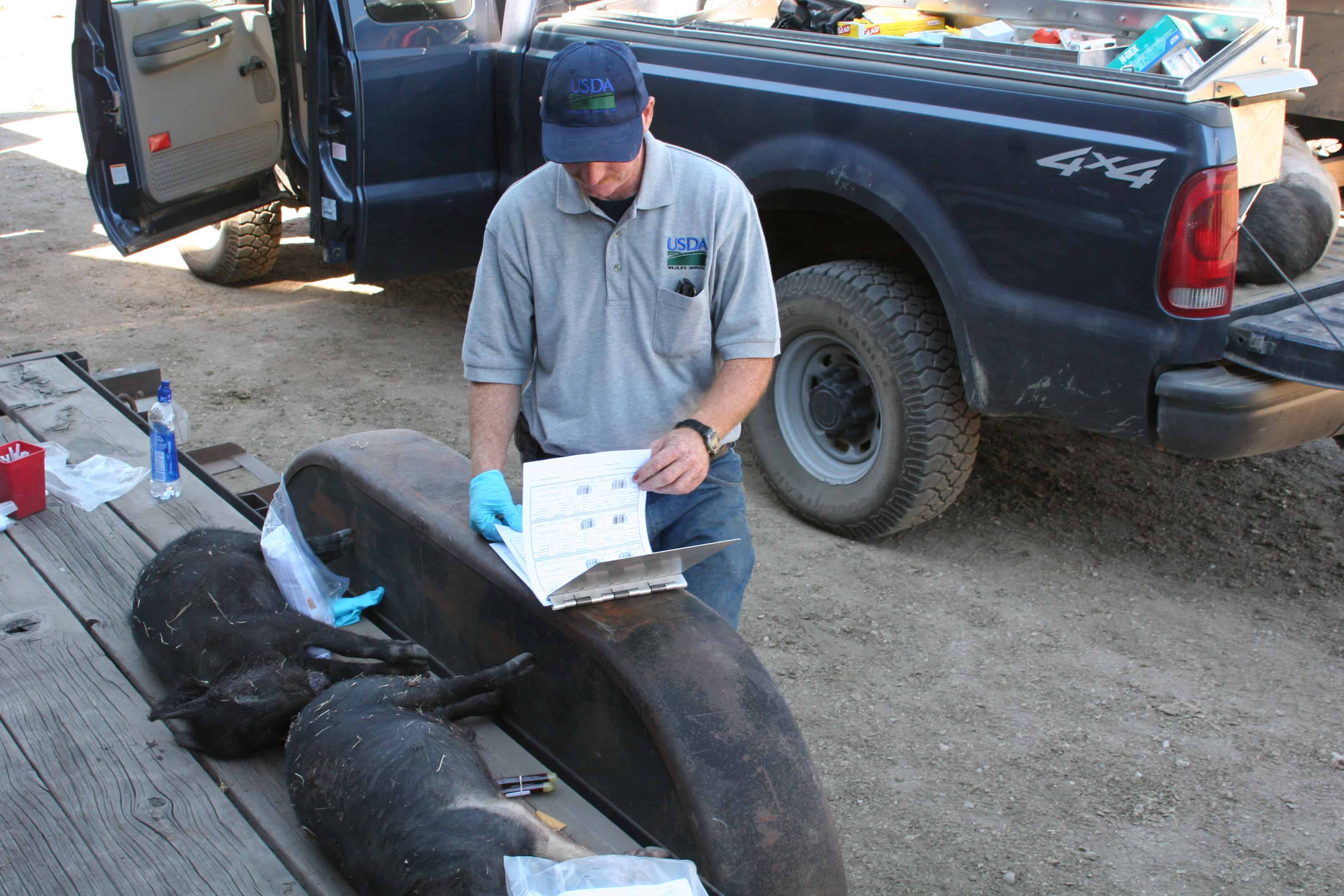 As part of USDA Wildlife Services’ feral swine operational and disease surveillance efforts, its biologists collect feral swine hair samples for the genetic archive. ©USDA Wildlife Services