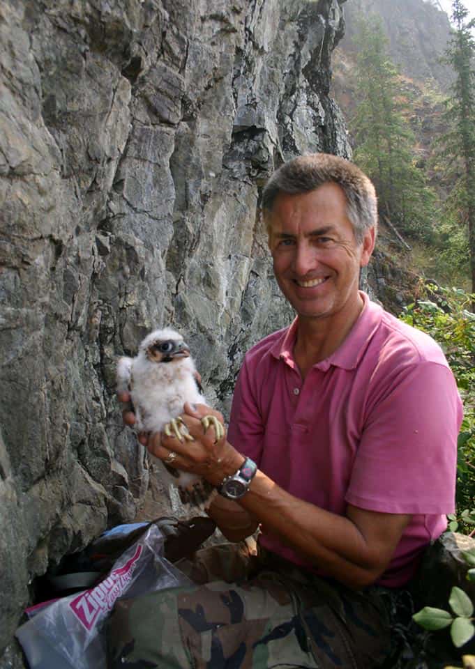Skip Ambrose holds a peregrine falcon nestling in 2004. The nestling is just under a month old. ©Nikki Guldager