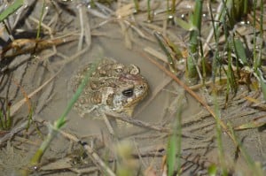 Wyoming toads are thought to be one of the four most endangered amphibians in North America. ©Robert Mansheim