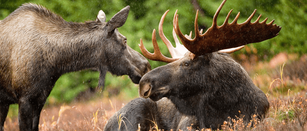 Moose population to be reviewed for potential ESA listing - The ...