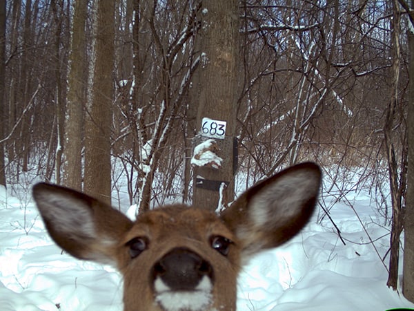 Larger species such as this deer also got close to the camera. In the future, Fuller hopes to use these photos to create multispecies occupancy models for this particular area in New York State. ©New York Department of Environmental Conservation/Angela Fuller 