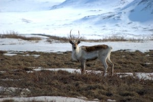 Conservation-8 species climate change-caribou_Credit USGS
