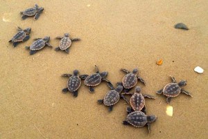 Conservation-8 species climate change-sea turtle_Credit USGS