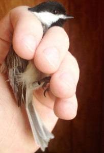 A researcher hold a Carolina chickadee, one of the species that’s feathers were sampled in this research. ©Cody Kent 