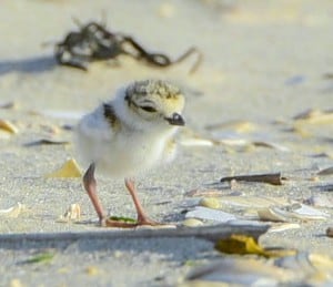 A piping plover chick stands on the shore at Island Beach State Park. Plover chicks begin walking and foraging as soon as they hatch. ©Kevin Knutsen