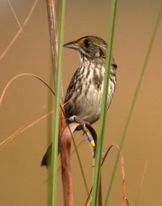 The endangered Cape Sable seaside sparrow is found at Everglades National Park, and is the subject of recent conservation measures. ©David LaPuma