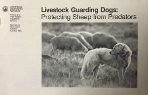 This 1990 USDA publication offered guidance on selecting, training and managing livestock protection dogs as “a full-time member of the flock” that could act independently of people. ©USDA files 