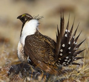 Greater sage-grouse may serve as an umbrella species for a variety of wildlife species in the sagebrush ecosystem. This means restoration of the birds’ habitat will likely benefit many other species at the same time. ©Stephen Ting, U.S. F&WS
