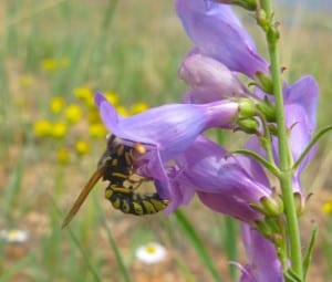 Penstemon virgatus is adapted to pollination by bees and wasps. ©Carolyn Wessinger