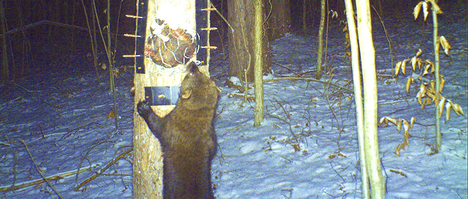 Massive Fisher Found In Orchard Park, New York