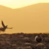 Greater sage-grouse. ©USGS