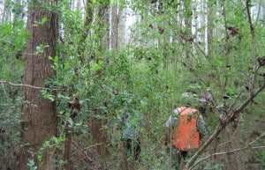 Researchers in a 40-year-old privet stand within the forest. Photo courtesy of the U.S. Forest Service.
