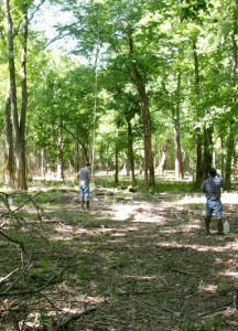 Plot where privet was removed and canopy traps installed for research. Photo courtesy of the U.S. Forest Service.