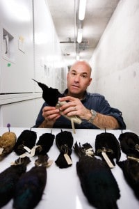 Dumbacher handles specimens from the ornithology collection at the California Academy of Sciences in San Francisco, Calif. ©California Academy of Sciences  