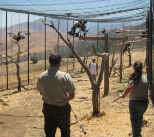 Researchers approach condors in a flight pen in Bitter Creek National Wildlife Refuge in southern California. The condors normally fly free, but researchers capture them twice a year in order to test the birds’ lead levels and replace their tracking devices. ©Carolyn Kurle