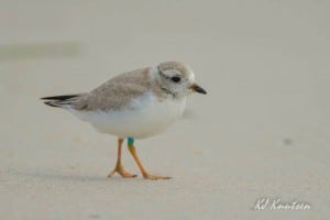 This piping plover survived an injury and a brush with a fox before it could fly. Now, the fully fledged bird appears to have grown into its legs. ©KJ Knutsen