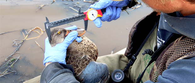 How Seasons Affect Spread Of Avian Influenza In Migrating Ducks The Wildlife Society