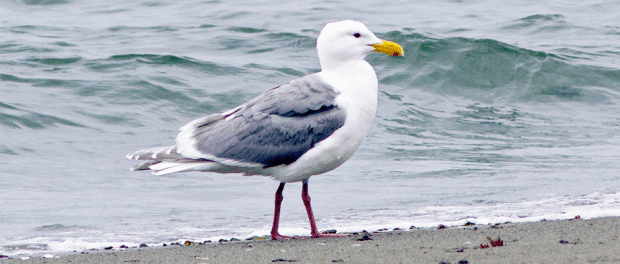 Climate change forces seabirds to resort to cannibalism - The Wildlife ...