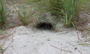 An active gopher tortoise burrow. The bare sand in front of the burrow entrance is called the apron. ©Michelina Dziadzio 