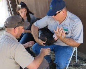 Eric Covington (right) secures a condor for tests by USFWS staff and volunteer.  ©USFWS