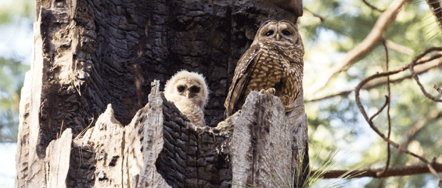 JWM Study: Where Do California Spotted Owls Forage? - The Wildlife Society