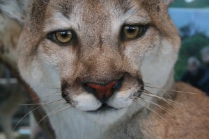 Cougar (Puma concolor) on display in the North Carolina Museum of Natural Sciences Naturalist Center. ©Karen Swain, NCMNS 