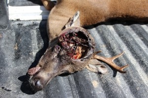 A Key deer lies dead in the National Key Deer Refuge, the top of its head eaten away by screwworms. ©USFWS