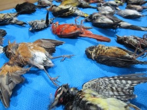 Species of birds including American robins, mourning doves and blue jays, and some rarer species for the area such as a purple gallinule were brought to the center after domestic cat attacks. ©Wildlife Center of Virginia 