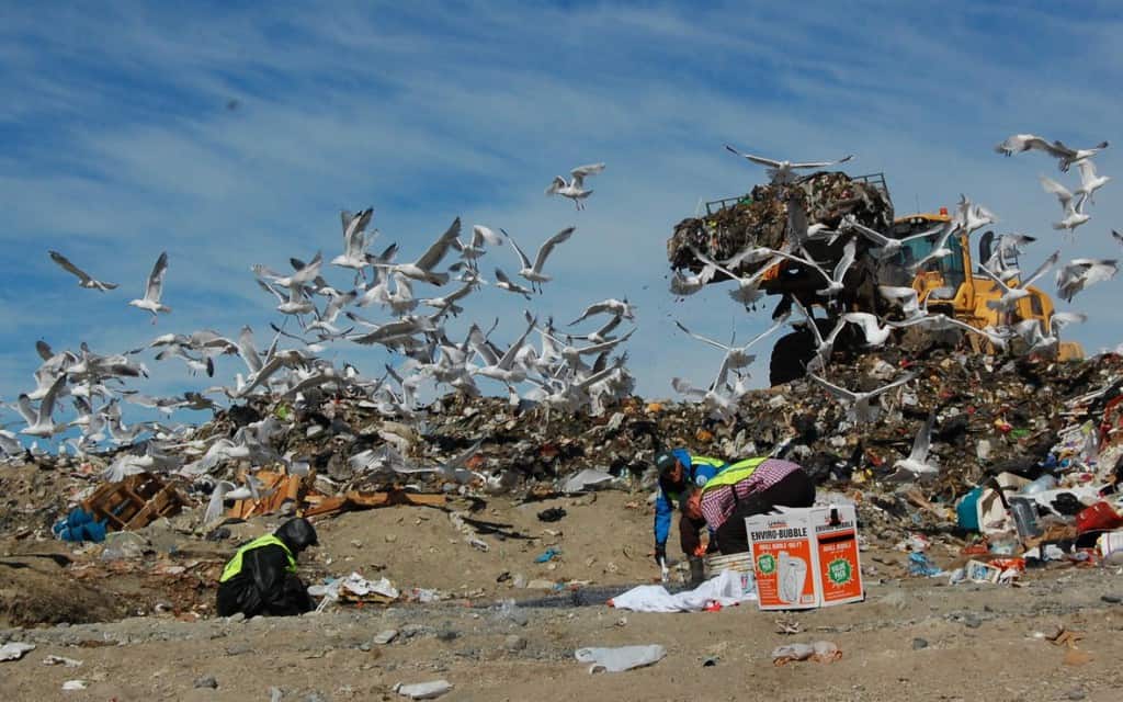 Scientists Andrew Ramey, Bjorn Olsen and Jonas Bonnedahl set up a trap for gulls at the Sodoltna landfill in June 2016. ©Andrew Reeves