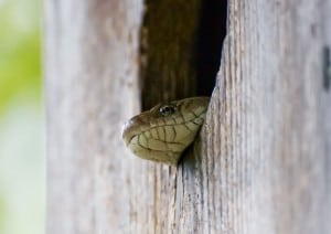A snake peeks out from the entrance of a nest box intended for birds. Some types of predator guards can help prevent snakes from climbing into nest boxes. ©Colleen