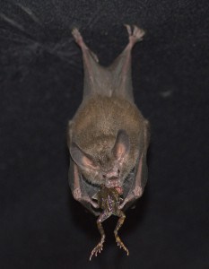 A fringe-lipped bat eats a captured frog. ©Rachel Moon