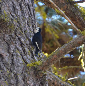 A white-headed woodpecker forages in open ponderosa pine forest in Washington’s Okanogan-Wenatchee National Forest. As cavity nesters, populations of this woodpecker species and others are strongly influenced by fire and timber management activities. ©Peter Singleton 
