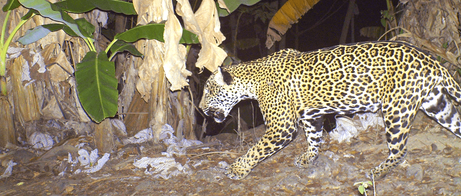 WSB study: Jaguars and humans may sometimes live in harmony - The Wildlife  Society