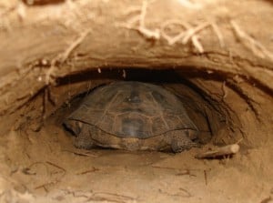 A gopher tortoise makes its way into a burrow. ©FWC Fish and Wildlife Research Institute