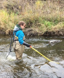 1.UND sophomore Ayla Morehouse searching for fish while electrofishing in the Turtle River. ©UND Student Chapter of TWS 