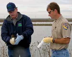As part of the national HPAI surveillance effort in 2015, USDA Wildlife Services disease biologists and their state partners (below) collected nearly 45,000 samples from wild birds throughout the United States. ©Credit: Gail Keirn/USDA 