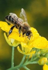 bee-on-flower-8