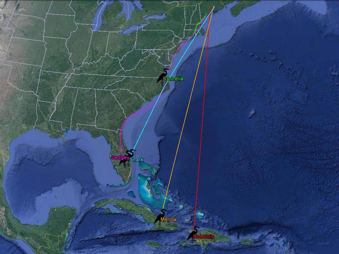 Heron tracking project: GPS data for all to use and learn from - The ...