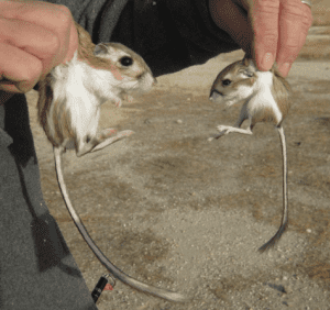 The Giant kangaroo rat is the largest of more than 20 species in the genus Dipodomys.  Here it is next to a short-nosed kangaroo rat. ©Larry Saslaw, CSU Stanislaus 