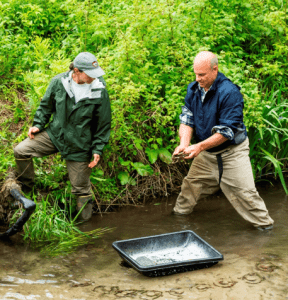 Danielle D’Auria and John Brzorad set an array of modified foothold traps around a bait bit bin, hoping to capture a great blue heron. Photo by HERON volunteer, Joyce Love.