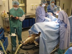 Veterinary surgeons perform a sterilization procedure on a white-tailed deer caught on Cornell University’s campus. ©Jason Boulanger 