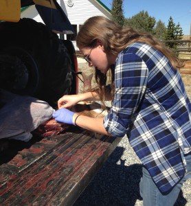 Melanie LaCava collects a muscle sample from a harvested pronghorn at a Wyoming Game and Fish Department hunter check station. ©Adele Reinking 