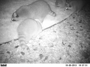 Raccoons caught in camera traps at rabies vaccine bait stations in Colorado. ©USDA Wildlife Services