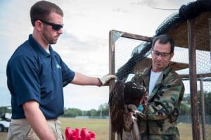 Vulture trap-release program in December at the airbase.