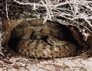 Mojave Desert sidewinder (Crotalus cerastes cerastes) with an adult desert tortoise (Gopherus agassizii). Photo courtesy of Ryan Lopez and Skip Moss, Natural Resources Group