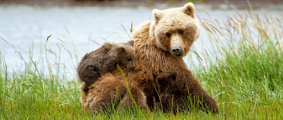 Recreational activities may displace brown bears - The Wildlife Society