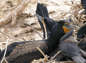 The double-crested cormorant is a prehistoric looking, matte-black bird with yellow-orange facial skin and a blue eye ring. Commonly found in fresh and salt water across North America, this relative of pelicans is an expert at diving to catch small fish. ©D. Tommy King/Wildlife Services National Wildlife Research Center