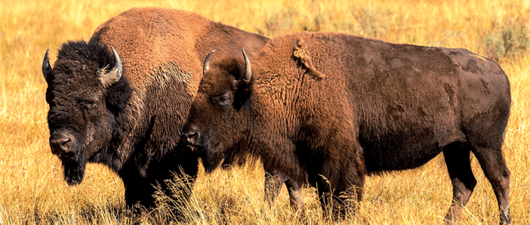 Yellowstone’s annual bison cull is underway - The Wildlife Society